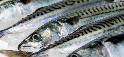 Atlantic mackerel | Varðin | Seafood from the Faroe Islands