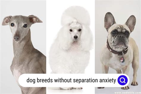 13 Dog Breeds Without Separation Anxiety (with Photos) - OodleLife®