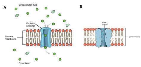 “Chapter 7 - Transport Across Cellular Membranes” in “Fundamentals of Cell Biology” on OpenALG