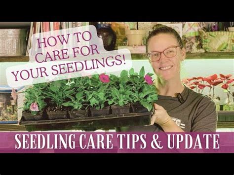 You Sprouted A Seed! Now What? 🌱 || Seedling Care Tips & Maintenance Plus A Seedling Update ...