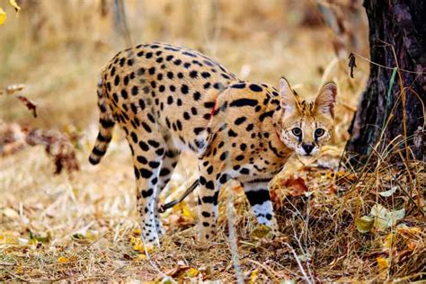 How Dangerous Are Serval Cats? Risks to Humans, Dogs, and More - A-Z ...