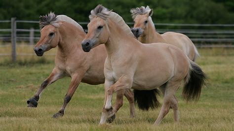 Fjord horse: Norway’s distinctive and adaptable draught horse