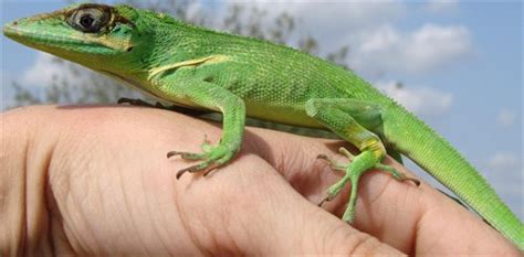 Knight Anole Facts and Pictures | Reptile Fact