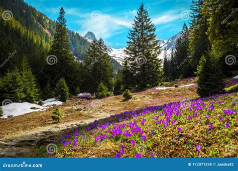 Purple Crocus Flowers in the Forest Glade, Fagaras Mountains, Romania Stock Photo - Image of ...