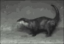 Dancing Otter Gif GIFs | Tenor