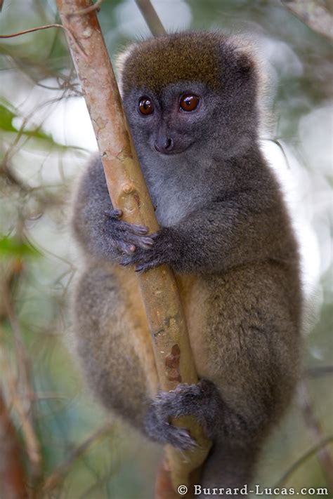 Small Bamboo Lemur - Burrard-Lucas Photography