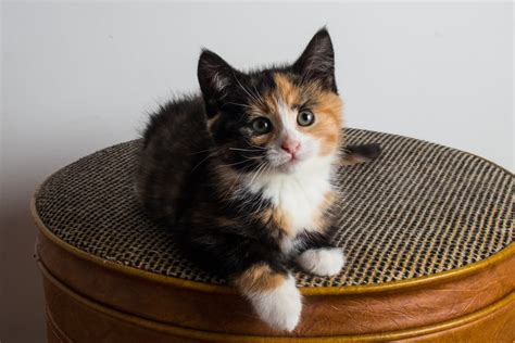 77 Calico Cat Names for Tri-Colored Beauties | Great Pet Care