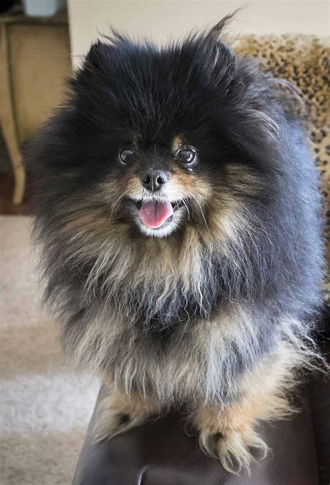 Papillon Pomeranian Mix - A Cute Combination, But What Is This Mix Really Like?