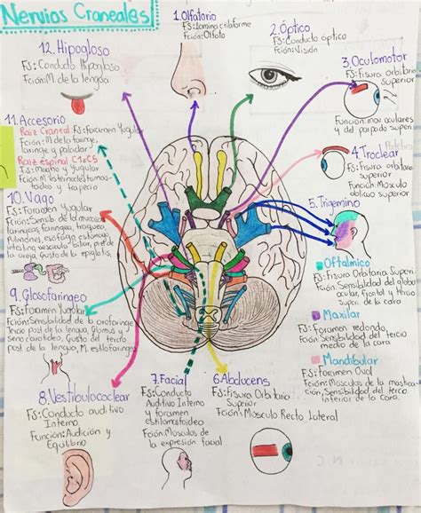 Nervios Craneales, Pares craneales, Cráneo | Anatomía médica, Anatomia y fisiologia humana ...