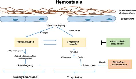 Overview of hemostasis. Primary hemostasis involves the formation of ...