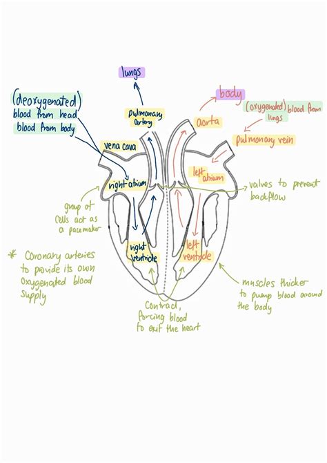 gcse biology aqa heart labelled diagram study | Human heart diagram, Heart diagram, Study biology