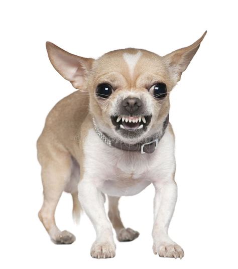 Angry Chihuahua Growling, 2 Years Old Stock Image - Image of chihuahua, nature: 14096201