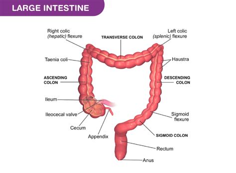 Major functions of the large intestine