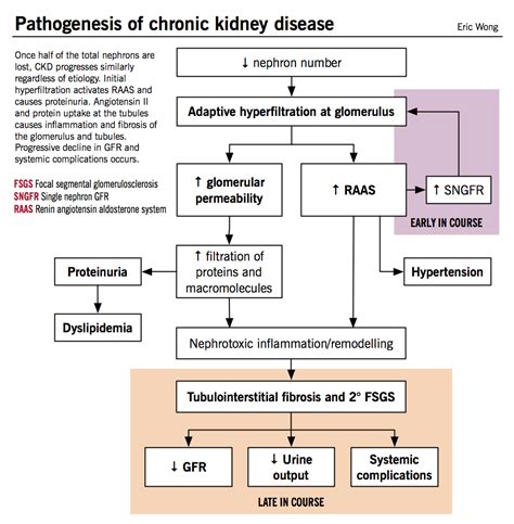 Pathogenesis of Chronic Kidney Disease - McMaster Pathophysiology ...