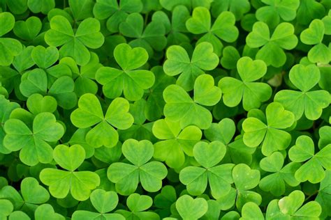 5 Leaf Clover Wallpaper