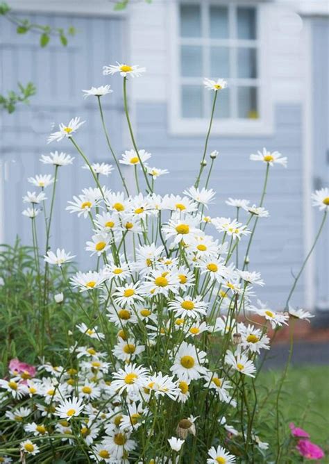 16 Stunning White Flowers with Yellow Center