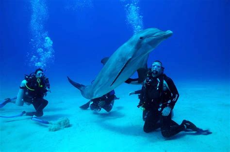 Dolphin Dive - Discover Roatan™ Excursions & Tours