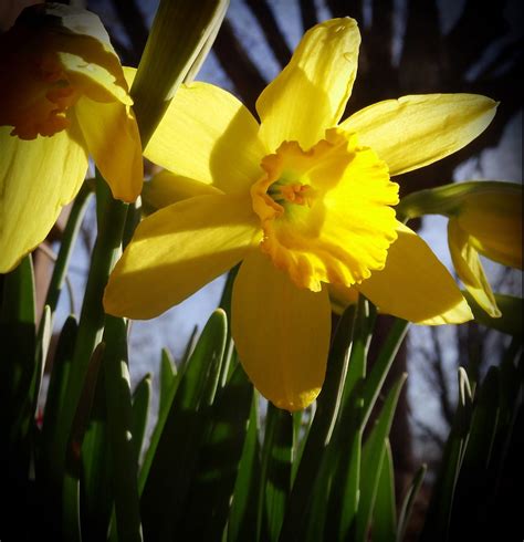 Yellow Daffodils - Birds and Blooms