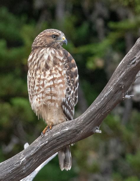 A young Red-shouldered Hawk, as photographed by Paul Brewer ...