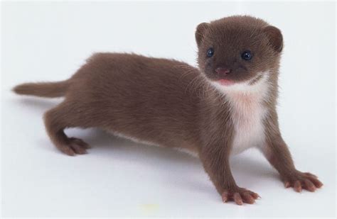 baby least weasel | Weasels | Pinterest | Mink, Animal quiz and Little critter