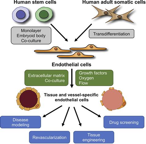 Generation of Endothelial Cells From Human Pluripotent Stem Cells | Arteriosclerosis, Thrombosis ...