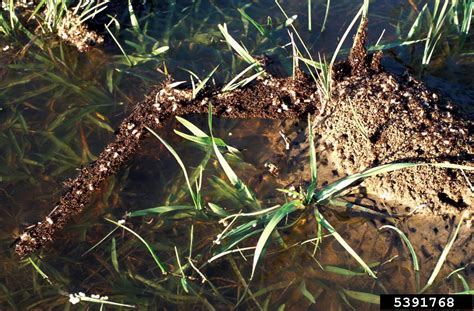 Storm cleanup? Watch for fire ant "rafts" - UF/IFAS Extension Sarasota ...