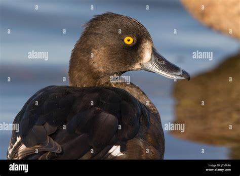 female Tufted Duck (Aythya fuligula Stock Photo - Alamy