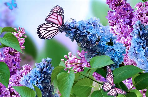 Lovely flowers wallpaper, Butterfly wallpaper, Flower wallpaper