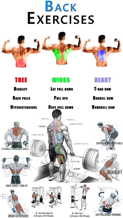 Best Back Exercises | Back exercises, Good back workouts, Exercise