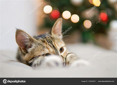 Funny Cat Christmas Tree Stock Photo by ©PEPPERSMINT 175202478