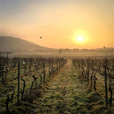 Vineyards Of The Surrey Hills: A New Wine Region Just Outside London