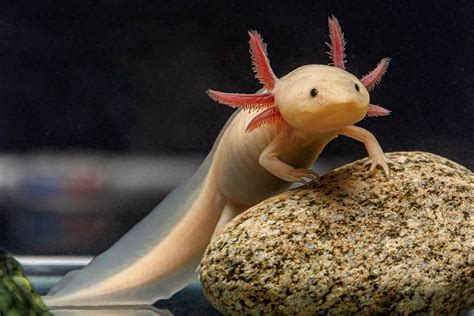 Pink Axolotl: Species Profile, Care Guide & Pictures