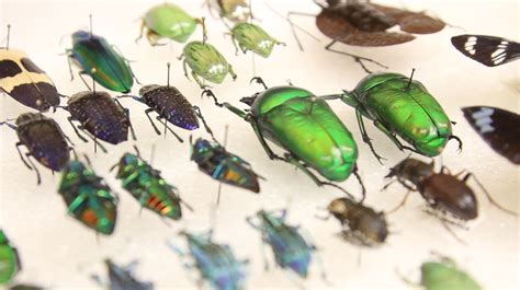 Q&A: Entomology is Art | The Baylor Lariat