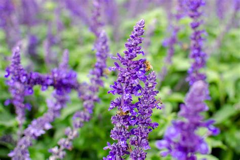 Common Types of Salvia Flowers (Annual and Perennial)