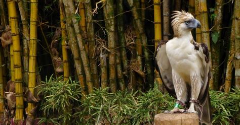 Philippine Eagle Davao