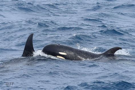 World Cetacean Alliance | An encounter with Type D orca