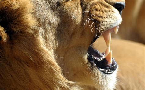 wallpaper lion, aggression, teeth HD : Widescreen : High Definition : Fullscreen