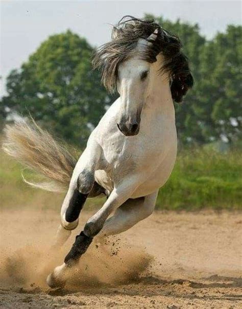 Gorgeous running Buckskin horse. Nice horse! Palomino Horse, Clydesdale ...