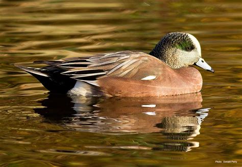 American Wigeon | Ducks Unlimited