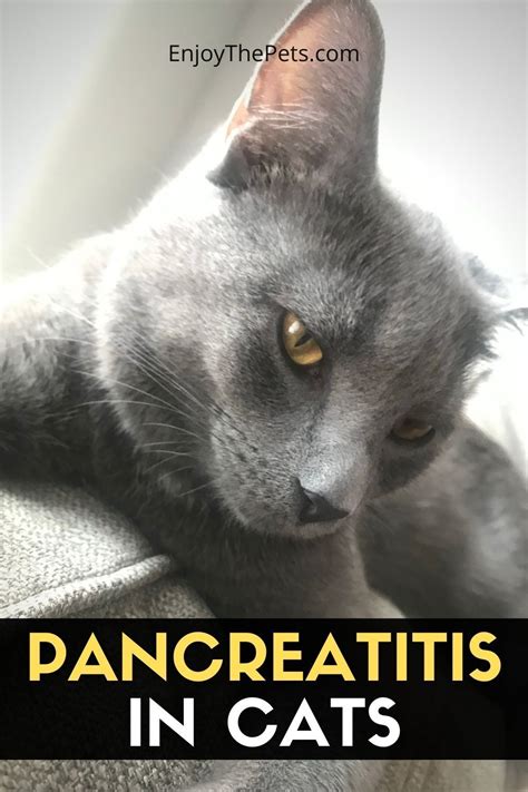 Pancreatitis in Cats | Cats, Abdominal discomfort, Digestion problems