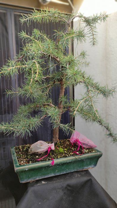 Bonsai Cedrus Libani - 32×27 cm - Spain - Catawiki