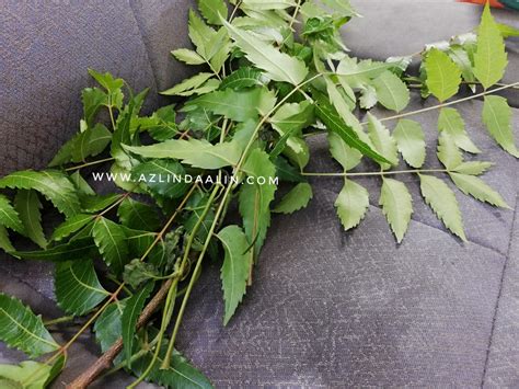 Mana Nak Cari Daun Semambu / Daun Semambu Segar 100g Fresh Neem Leaves Daun Laksamana Daun Mambu ...