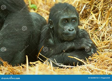 Baby Lowland Gorilla stock image. Image of close, hairy - 56448733