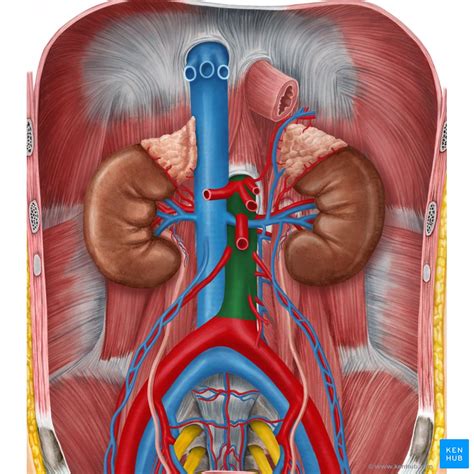 Aorta: Anatomy, branches, supply | Kenhub