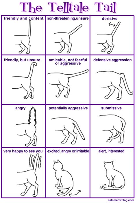 What Does Your Cat\'s Tail Say? | The Literate Cat