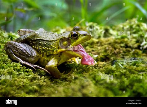 Frog tongue hi-res stock photography and images - Alamy