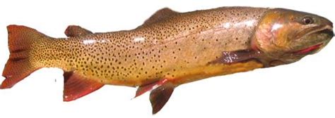 Types of Trout - Learn to Identify your Catch