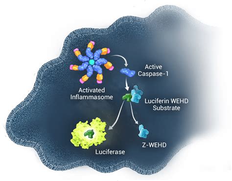 Caspase-Glo® 1 Inflammasome Assay | NLRP3 | Caspase-1 Assay