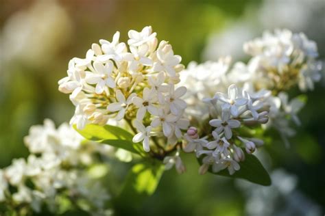 Syringa Flower Meaning, Symbolism & Spiritual Significance - Foliage Friend - Learn About ...