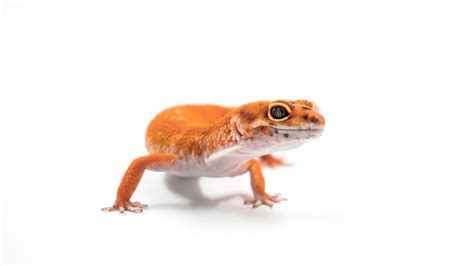 Diagnose Leopard Gecko’s Health by Its Poop – Pets for Sale and Small Animals in USA | Animal Direct